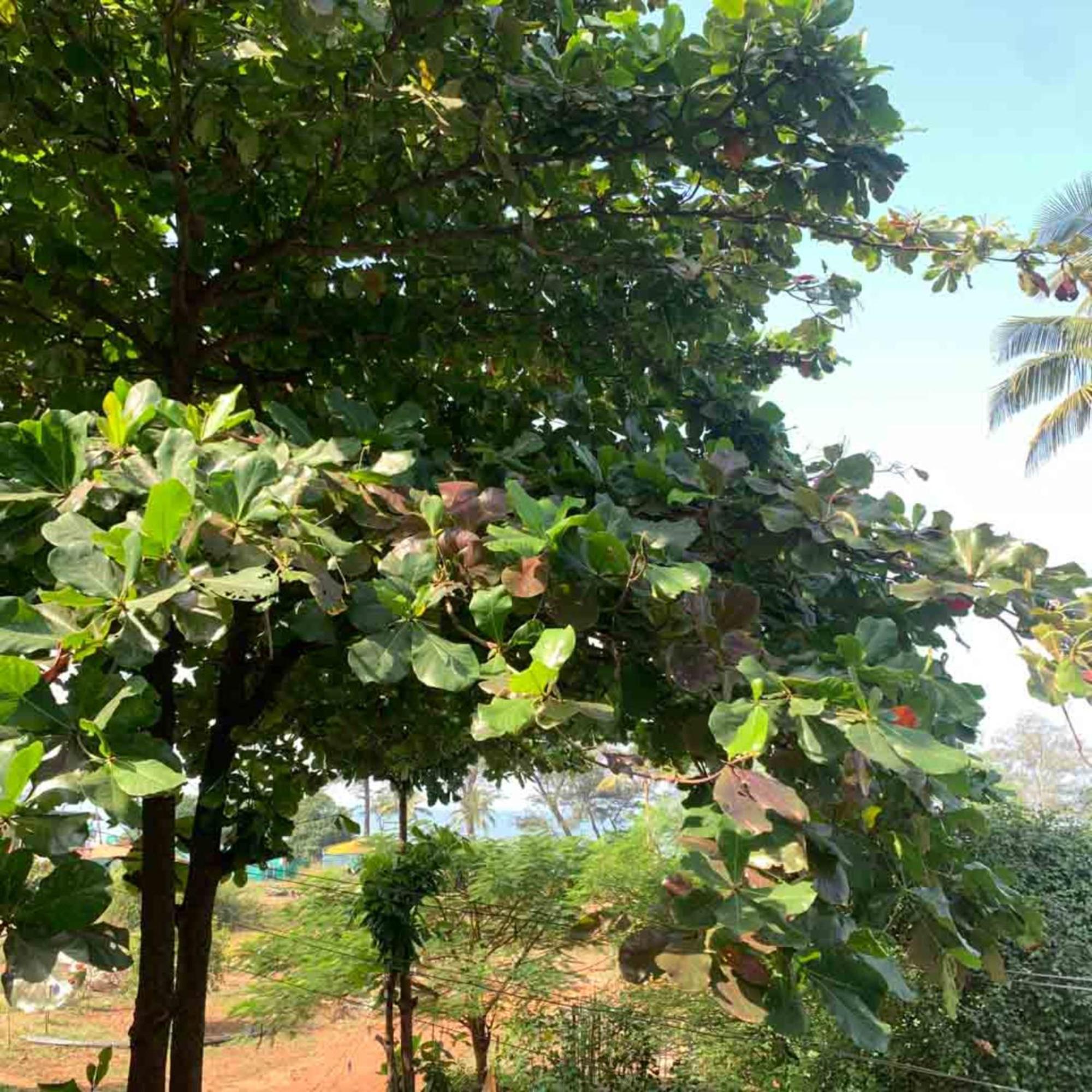 Vailankanni Guest House Arambol Exterior photo